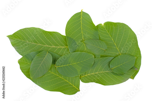 pile of walnut leaves isolated on white background