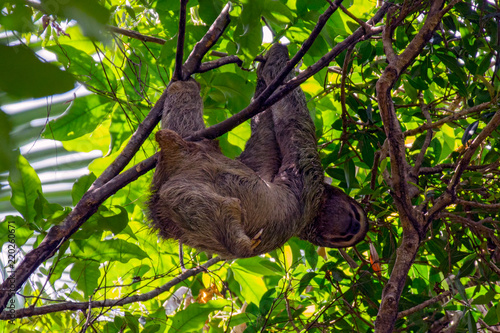Sloth in the costa rican rainforest hanging from a tree - Antonio Manuel Park in Costa Rica © UlyssePixel