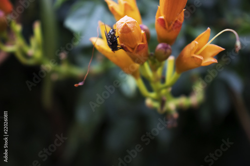 Fly at orange flower