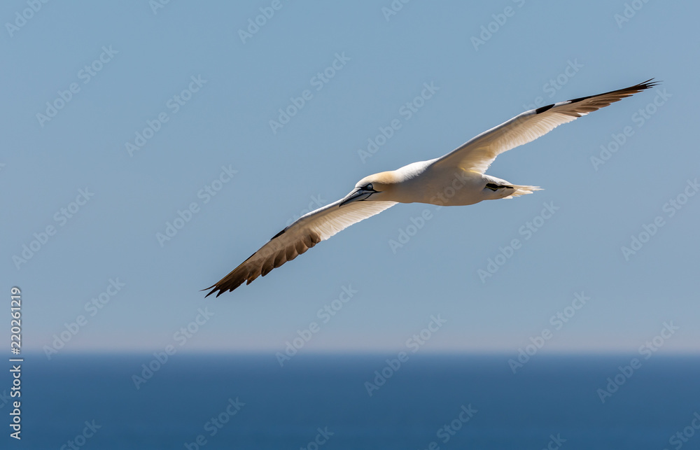 Obraz premium Northern Gannets