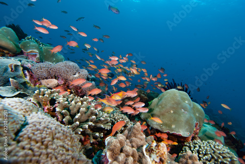 Fototapeta Naklejka Na Ścianę i Meble -  Tropical Coral Reef Underwater Landscape Anthias
