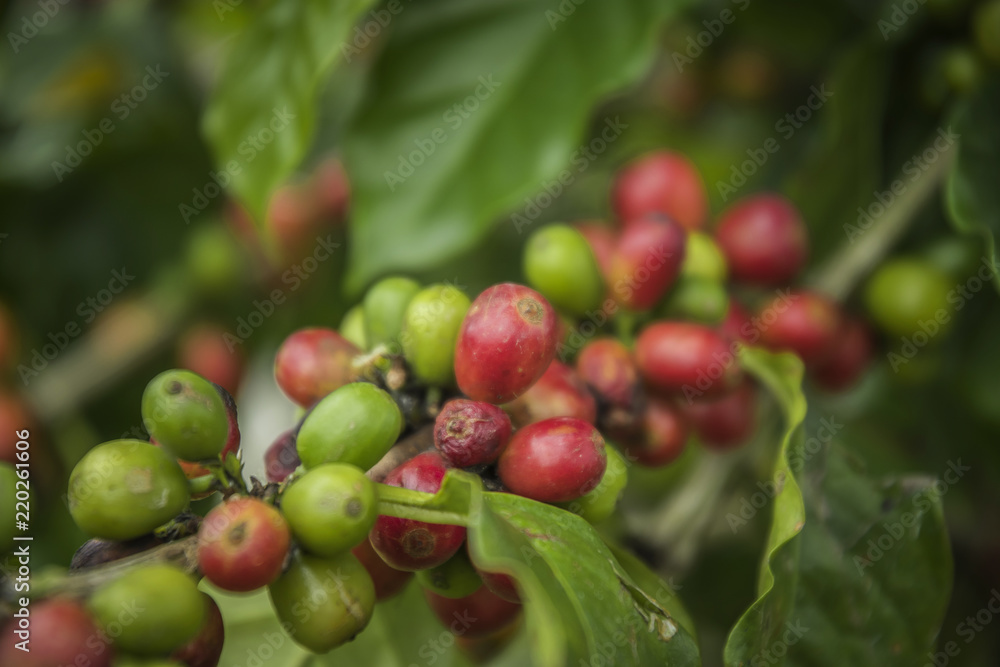 Coffee beans ripening on tree in North of thailand Coffee beans ripening on tree in North of thailand