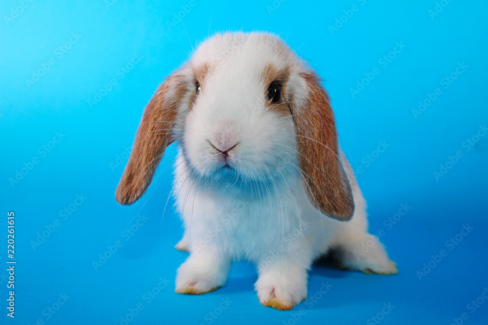 White hotot lop Cute bunny rabbit kit on colorful studio background White hotot lop Cute bunny rabbit kit on colorful studio background
