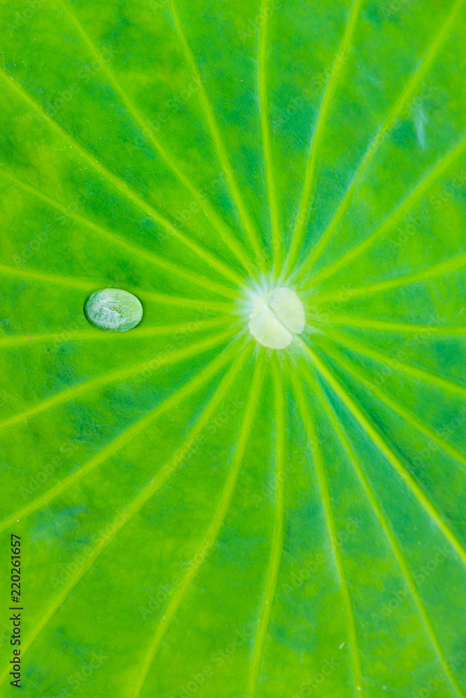 water drop on lotus the leaf water drop on lotus the leaf