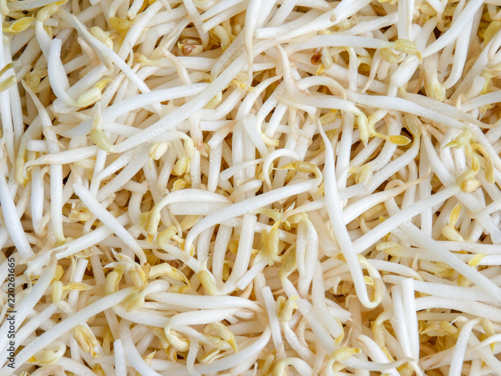food background texture mung bean sprout food background texture mung bean sprout