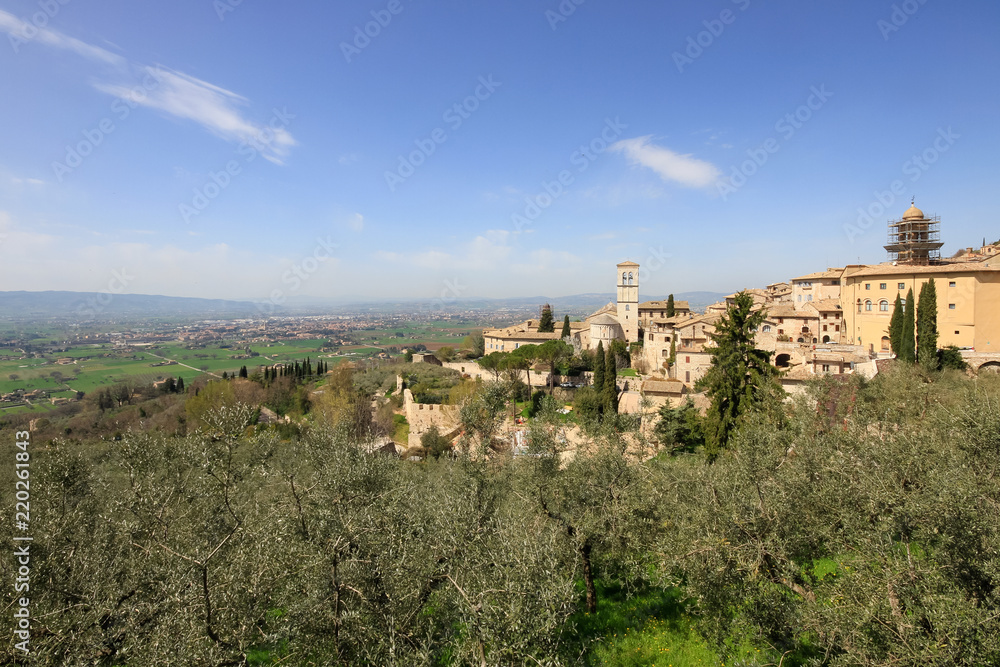 Panoramic view of Assisi and its sourrounding landscape and olive grove, Italy