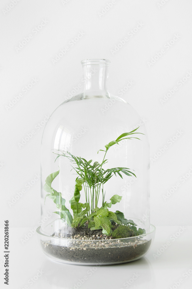 Green plants in pots protected by a glass dome bottle on a white table  background. Environment protection, small home garden. Stock Photo | Adobe  Stock