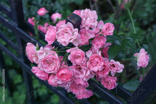 Pink roses on fence
