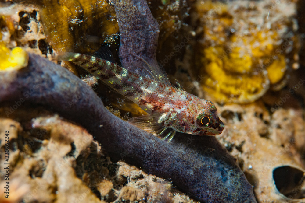 Goby Goby