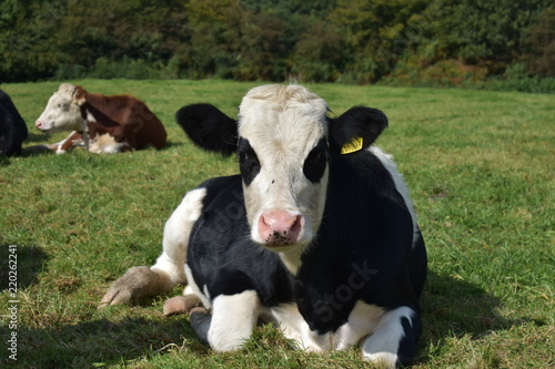 Black and white cow lying down