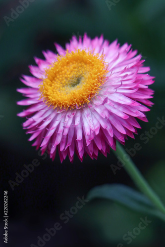 Pink Strawflower  yellow in the middle  Everlasting Daisy