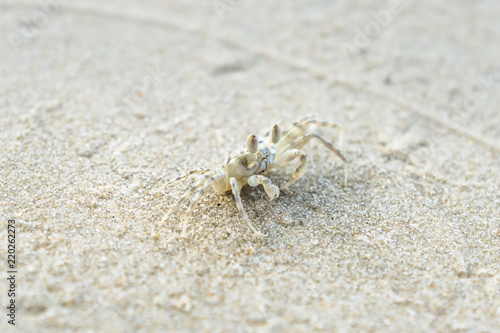 Small Ocypode ceratophthalama crab with big eyes in the sand of the island Koh Mook, Thailand