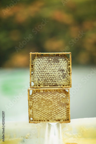 Two sealed frames of honey close-up on honey container, copy space © svetlanais