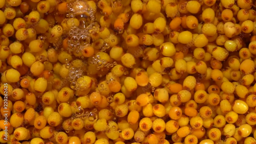 Many orange yellow common sea buckthorn berries is washed in water, close up Many orange yellow common sea buckthorn berries is washed in water, close up