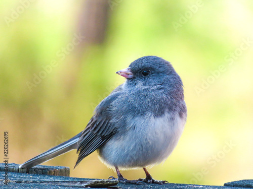 Fluffy Bird