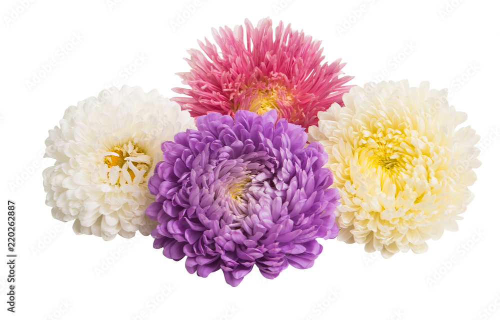 aster flowers isolated aster flowers isolated