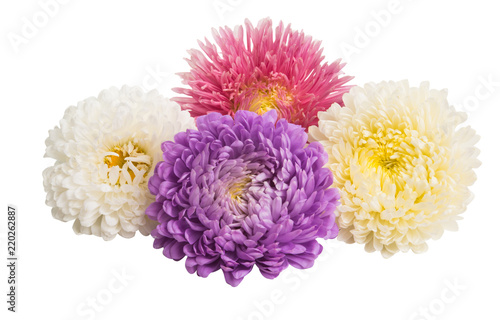 aster flowers isolated