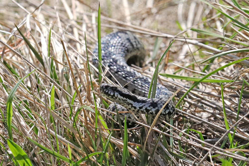 Fototapeta premium Kreuzotter