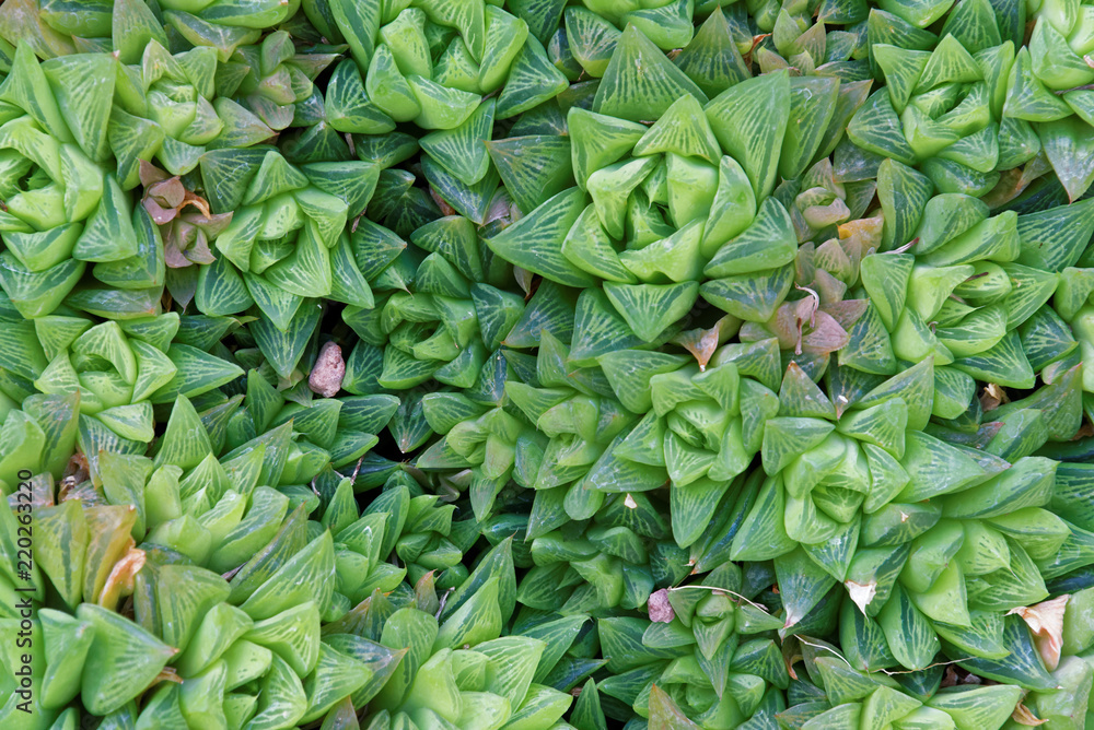 Haworthia cymbiformis Haworthia cymbiformis