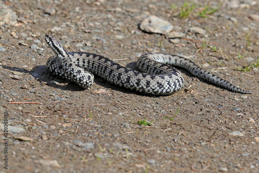 Fototapeta premium Kreuzotter