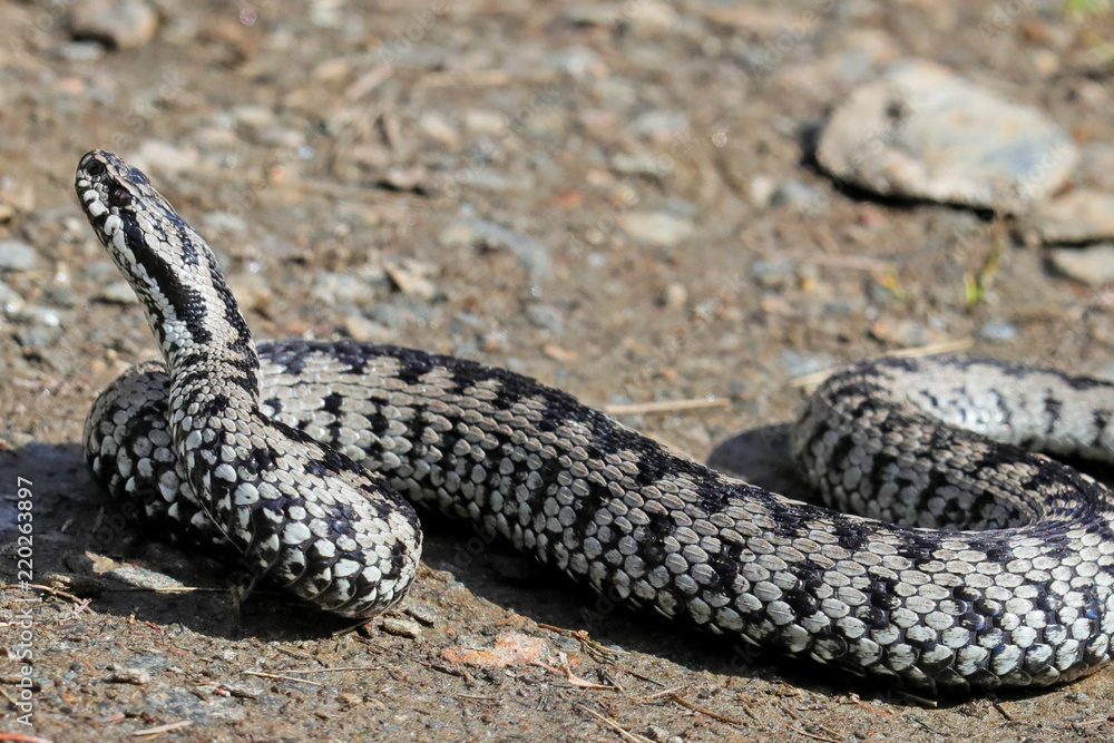 Fototapeta premium Kreuzotter