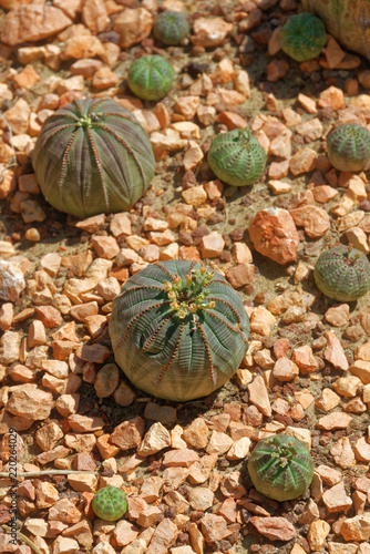 Euphorbia obesa photo