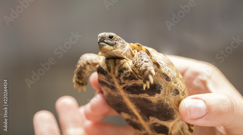 small, ground turtle or mountain turtle in the hands of a man with a copy of space for your text