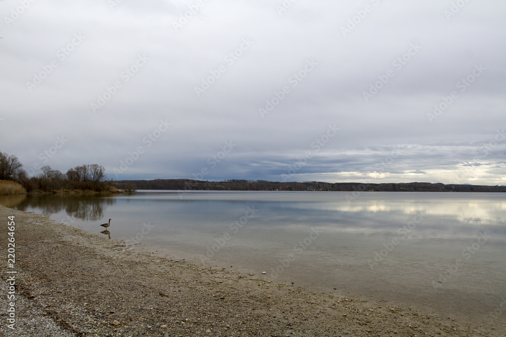 Ammersee Ente