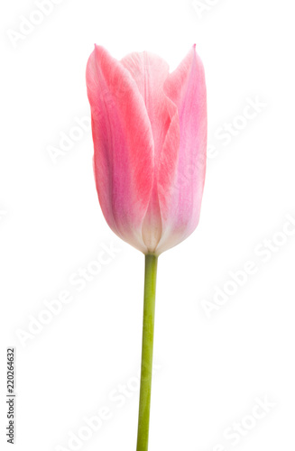 Fototapeta Naklejka Na Ścianę i Meble -  pink tulips isolated
