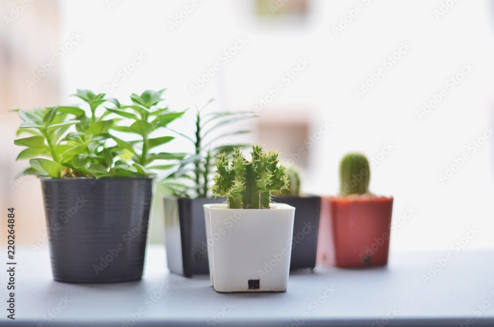 Cactus on the table, sunlight, morning light, background blurred Cactus on the table, sunlight, morning light, background blurred