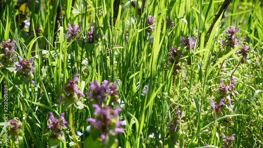 Closeup of Lamium Purpureum as known red dead nettle / purple dead nettle / red henbit. Garden with pink or purple flowers. Spring landscape panorama with flowering flowers on meadow. Texture pattern.