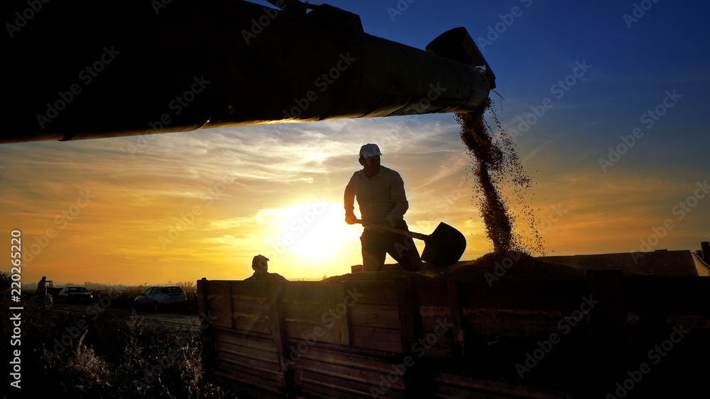 Combine harvester gathers the wheat crop at sunset