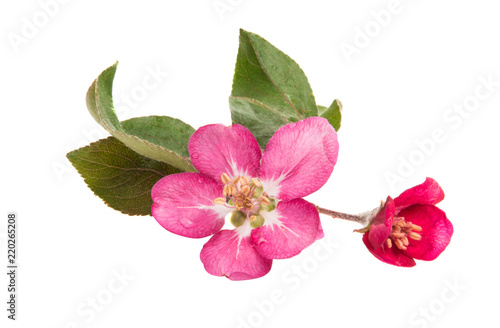 flowers of apple-tree isolated