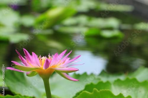 Purple water lily with leaf, lotus flower on pond