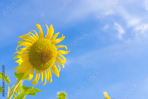    Yellow sunflower in the clear sky day