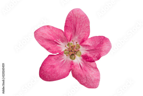 flowers of apple-tree isolated