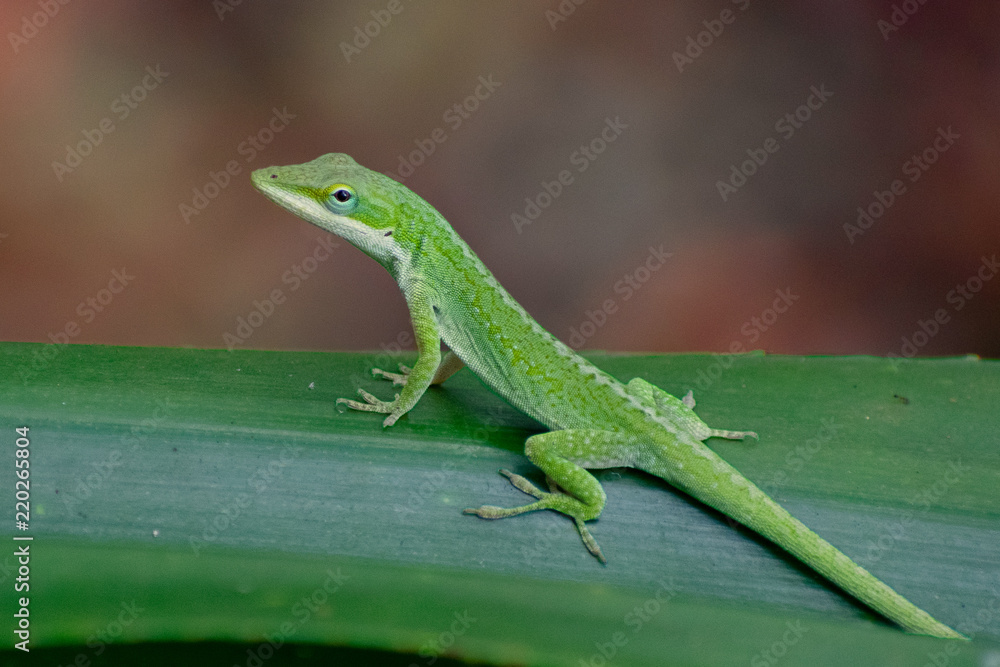 Green Anole Green Anole