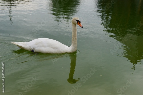 Fototapeta Naklejka Na Ścianę i Meble -  swan on the lake
