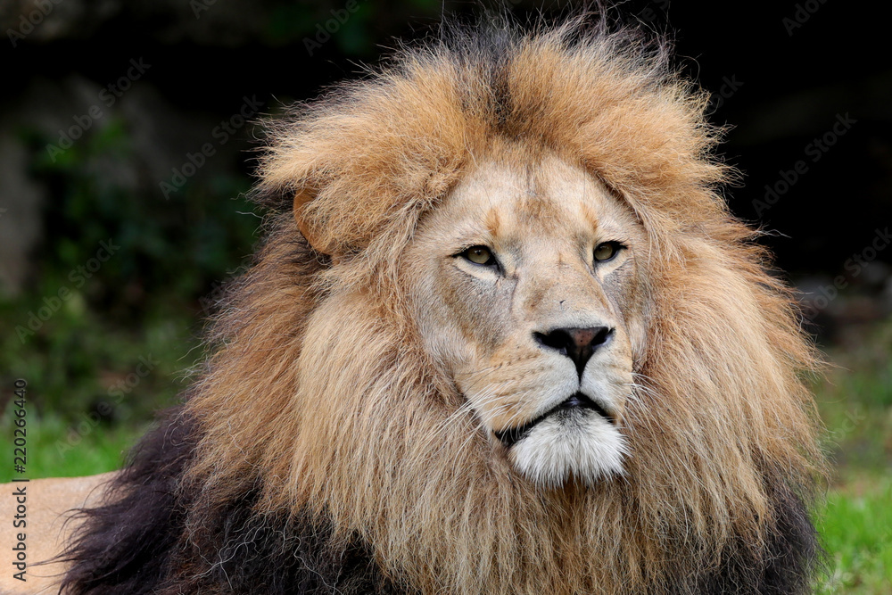 Obraz premium Löwe