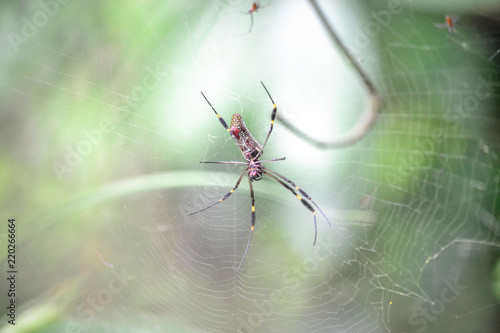 close shot of a spider