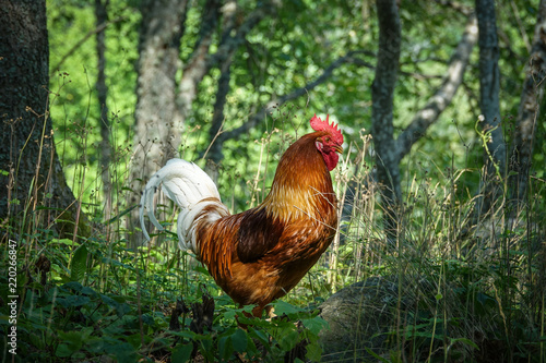 A big, proud rooster in a g...