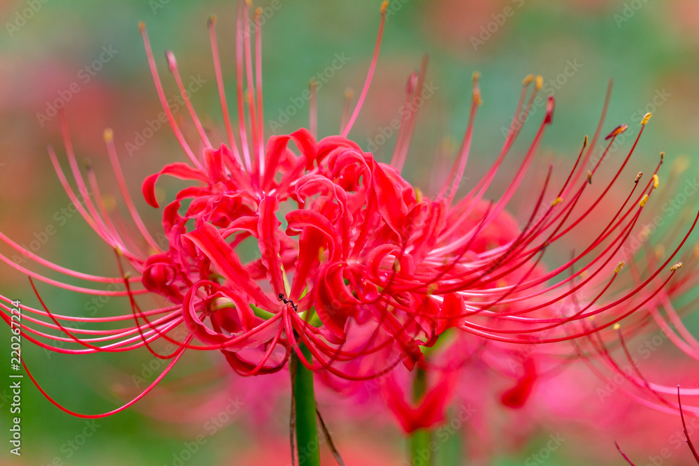 cluster amaryllis at Murakami Green Park in Yachiyo city, Chiba, Japan cluster amaryllis at Murakami Green Park in Yachiyo city, Chiba, Japan