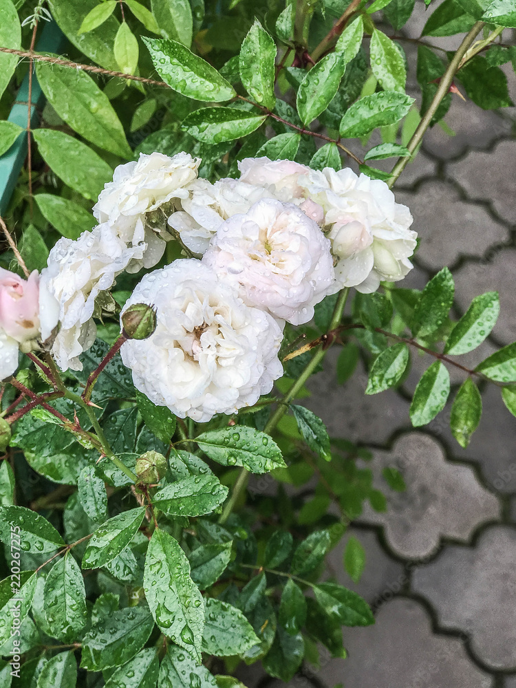 Fototapeta premium Beautiful pink roses in summer in the garden