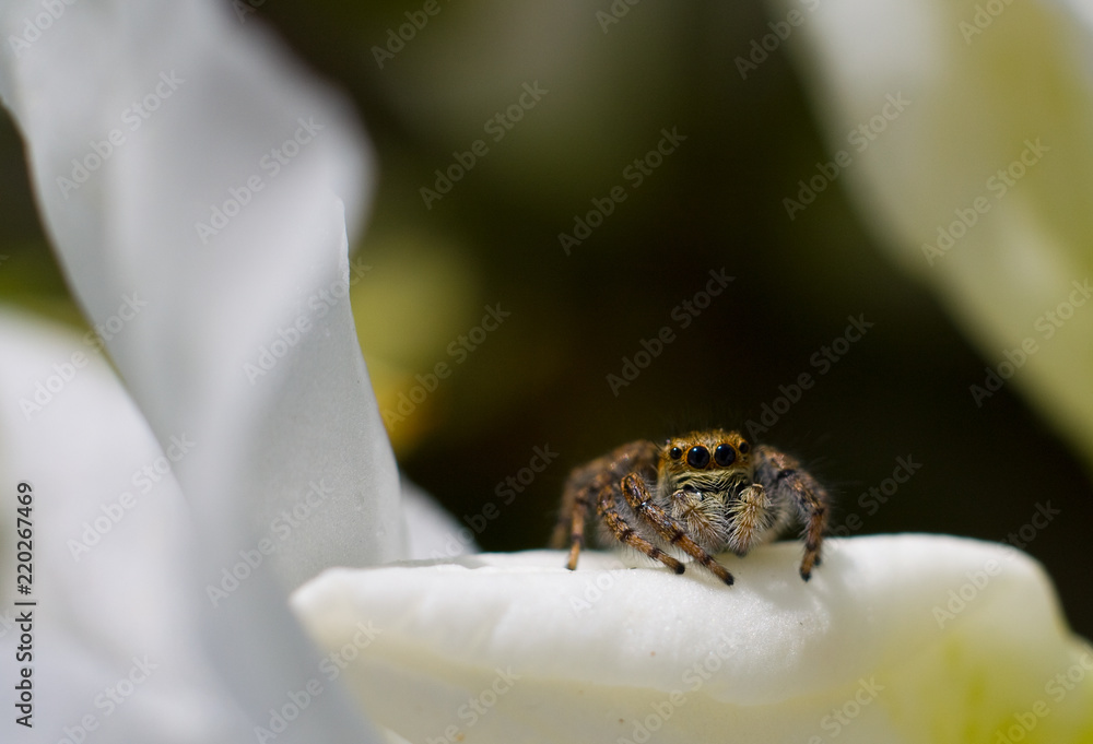 Obraz premium Jumping Spider