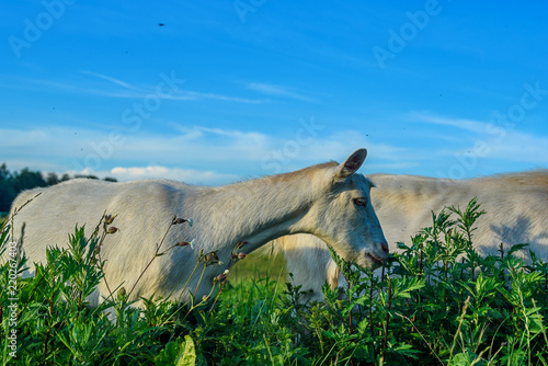 a goat grazes on a meadow