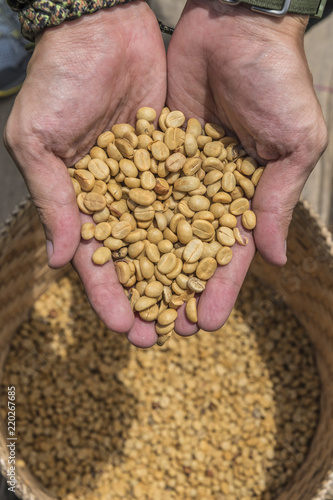 a man's hands holding freshly aromatic coffee beans
