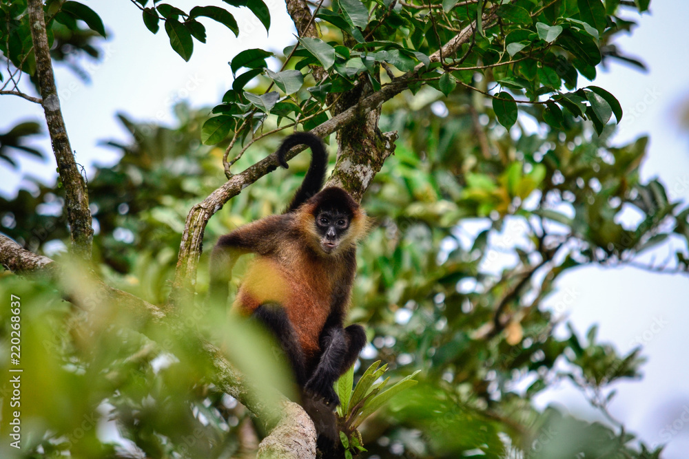 Fototapeta premium Wild monkey in its habitat