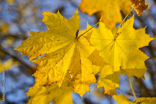 Yellow autumn leaves against blue sky background.