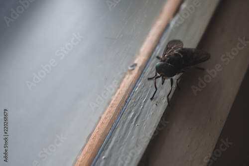 close up the fly on the window, on the glass, the concept of sanitation, dangerous insects, insect repellent, copy space
