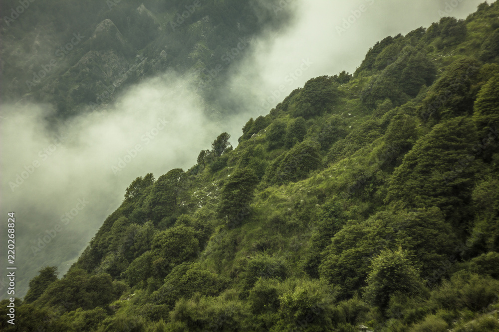 forest on the hill and foggy forest on the hill and foggy